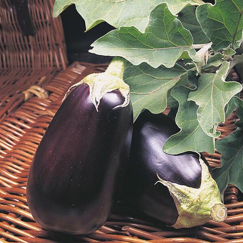 Aubergine black beauty - 3x, beauty'