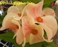 Euphorbia Milii ORCHID