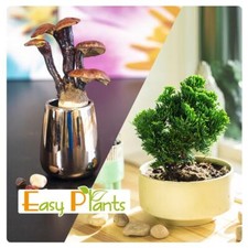 1 GARDEN BONSAI IN POT GINSENG