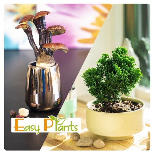 Garden bonsai pot ginseng - garden,