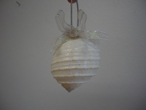 Fancy swirl nautilus shell - nautilus,