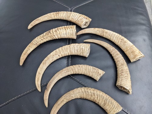 Rams horns for - , or