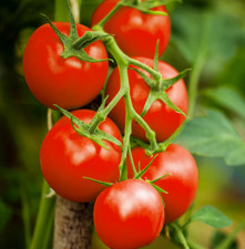 3 × Tomato ‘Moneymaker’
