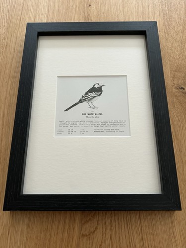 Pied wagtail framed - ‘pied,