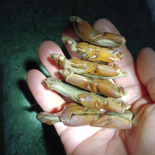 Pcs natural fossil - pcs, claw