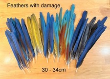 Parrot Macaw Feather Crafts
