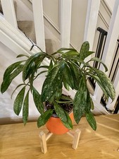 Hoya Publiclyx Silver Spot