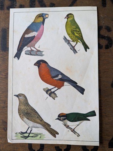 1857 antique finch - 1857,