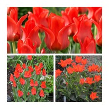 Red Riding Hood Tulip x 30 Flower Bulbs Beautiful Red Spring Flowers