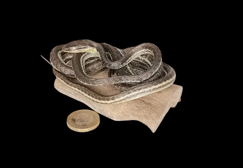 Taxidermy tiny lined snake - lined,