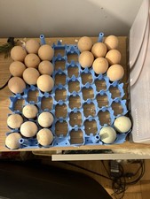 Brahma Gold Partridge And