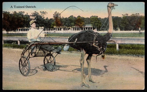 Trained ostrich jockey - a,
