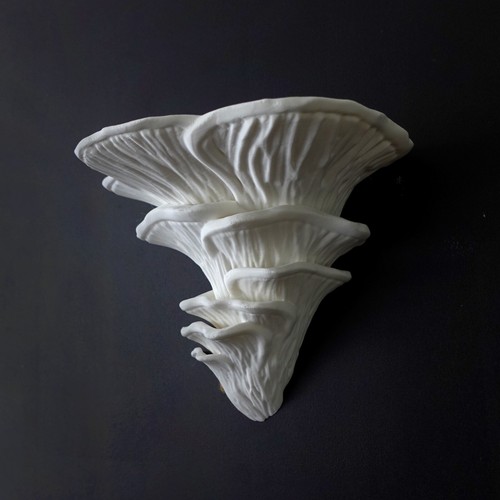 Wall shelf djamor fungus - "djamor, fungus"