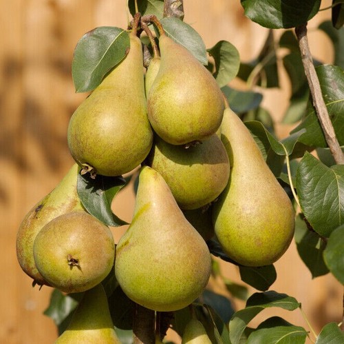 Dwarf patio concorde pear - patio,
