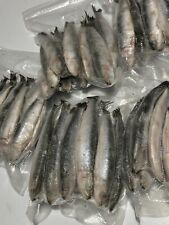 Frozen Sea Fishing Bait. SARDINES 10 x 500g packs (5kg) PLUS 1kg Mackerel 