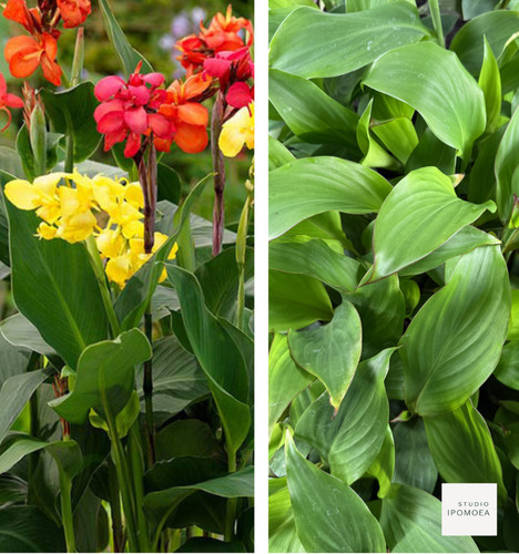 Canna hybrid lily - 3, x