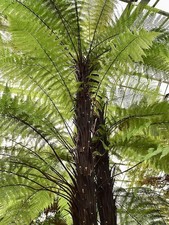 Dicksonia squarrosa| Rough Tree fern| 9cm potted plant