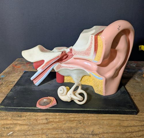 Vintage large somso ear model - vintage,