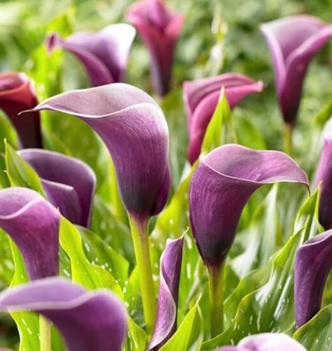 Purple anneke calla lily - lily, bulbs