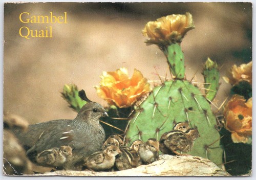 Vintage gambel quail and - gambel,