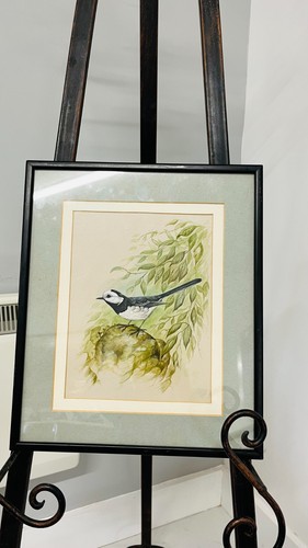 Pied wagtail bird water colour - bird,