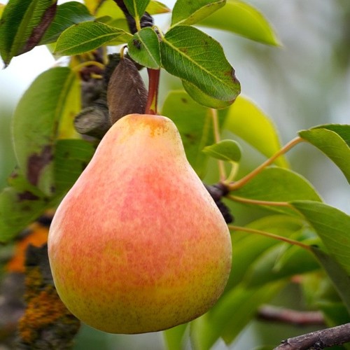 Matured organic pear - 10,