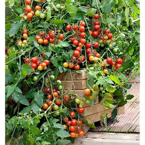 Tomato cherry losetto - 3x,