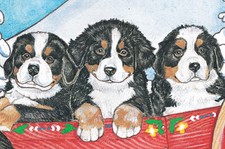 Bernese Mountain Dog Pups