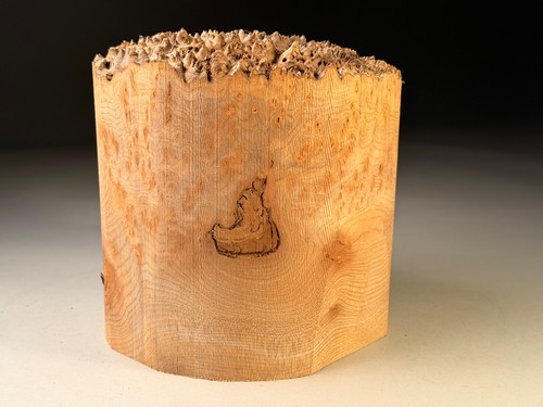 Amazing large live edge - live, burr