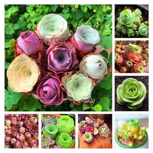 10x aeonium greenovia aurea - greenovia,