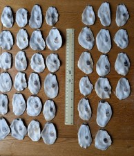 Oyster Shells (Flat part) x 40