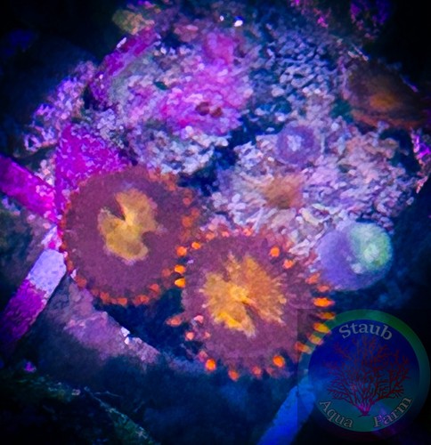 Saf zoanthid coral frag - saf~,