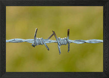 Barbed wire fence Framed Wall