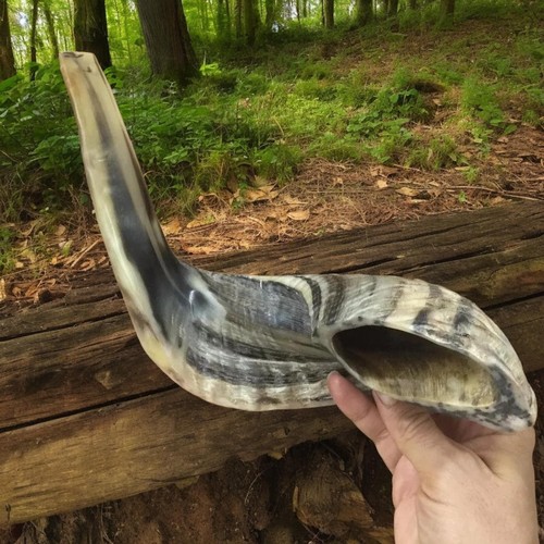 Authentic ram horn - authentic,