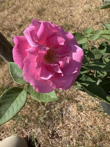 Rosa zephirine drouhin - rosa, 'zephirine