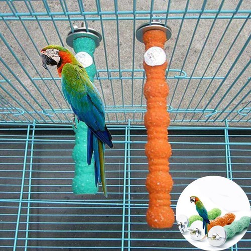 Conure caged bird - conure,