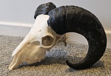Massive Ram Skull taxidermy art craft tattoo Curio Sheep Skull all saints 