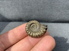Golden Pyrite Fossil Ammonite
