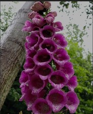 5x Large Foxglove Barerooted