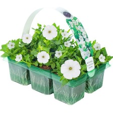 Petunia Surfinia White Hanging