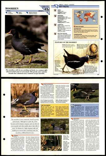 Moorhen 111 birds wildlife - birds,