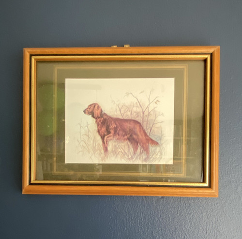 Framed irish setter dog - framed,