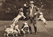 STAFFORDSHIRE BULL TERRIER DOG