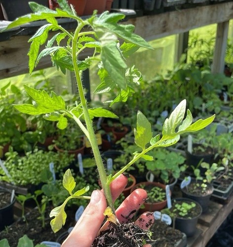 Moneymaker tomato plug - xl,