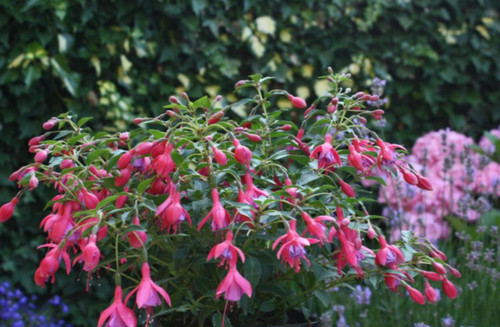Hardy fuchsia plant son - hardy,