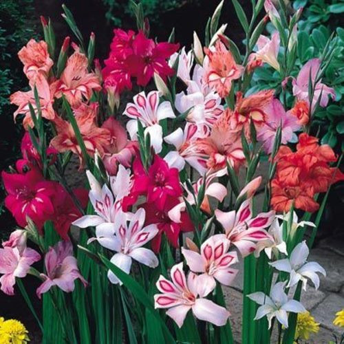 Gladioli nanus mixed - nanus,