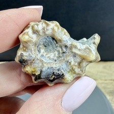 Crystal Goats Horn Ammonite