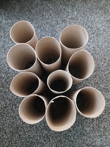 Empty cardboard toilet roll - cardboard,