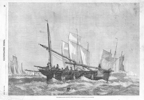 Mackerel boats getting under - mackerel,