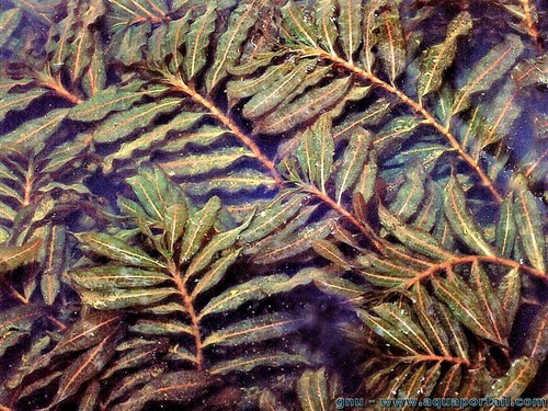 Potamogeton crispus for pond - crispus,